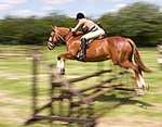 Wanborough Horse and Dog show